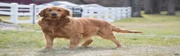 Golden Retriever dogs for sale: Bailey - Ad 4