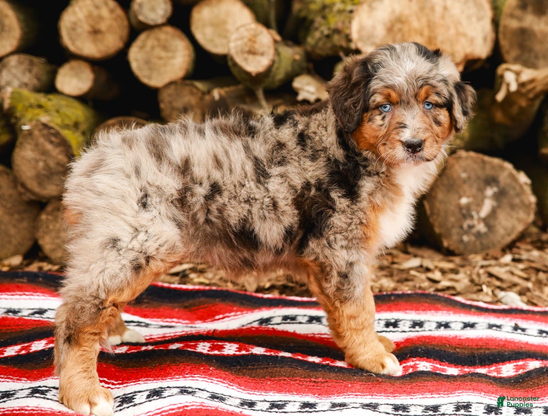 Aussiedoodle dogs for sale: Snickers Standard - Ad 7