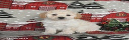 Maltipoo dogs for sale: Blue - Ad 1
