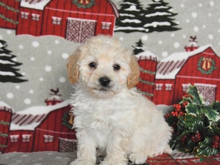 Maltipoo dogs Blue - Ad 28