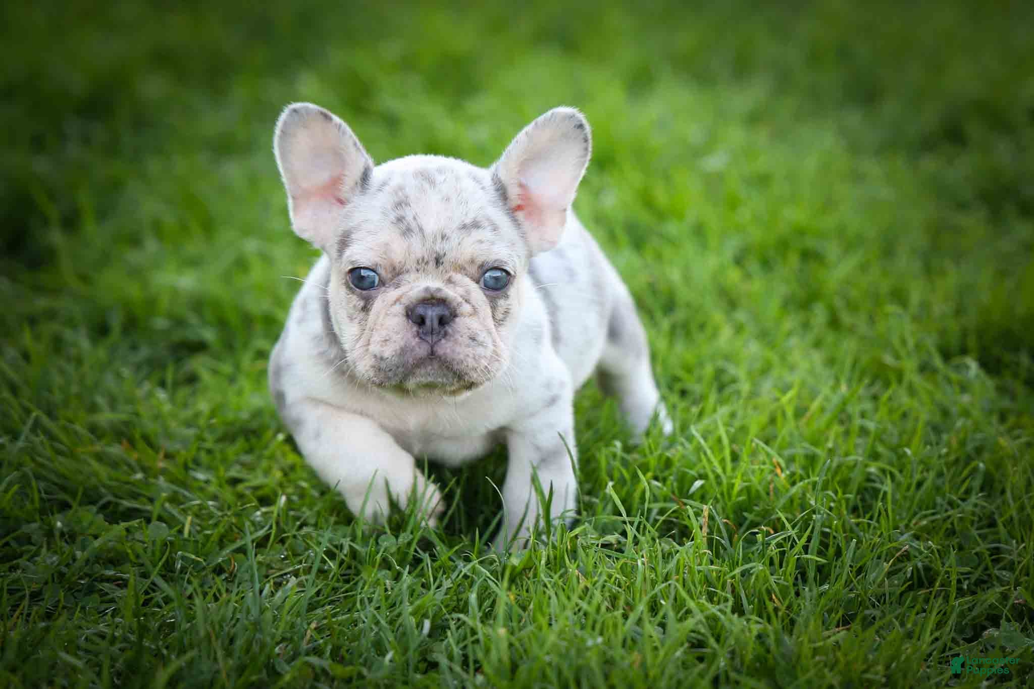 French Bulldog dogs 🐾 Meet Knox — A Happy Little Frenchie with Plenty of Love to Give! 🐾 - Ad 2