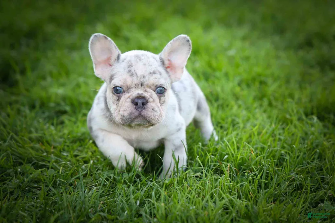 French Bulldog dogs for sale: 🐾 Meet Knox — A Happy Little Frenchie with Plenty of Love to Give! 🐾 - Ad 2
