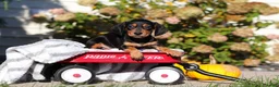 Dachshund dogs for sale: Precious - Ad 5