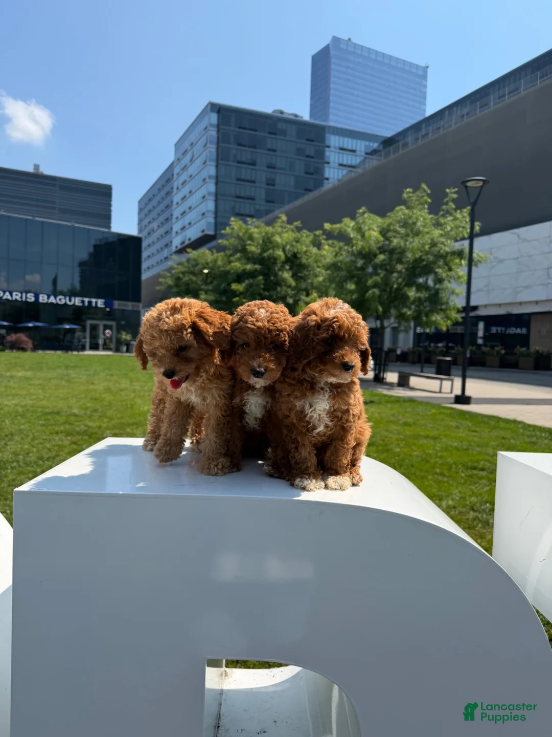 Toy Poodle dogs for sale: AKC BUDDY🐾❤️ - Ad 12