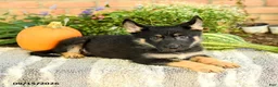 Gerberian Shepsky dogs for sale: Tristan - Ad 3