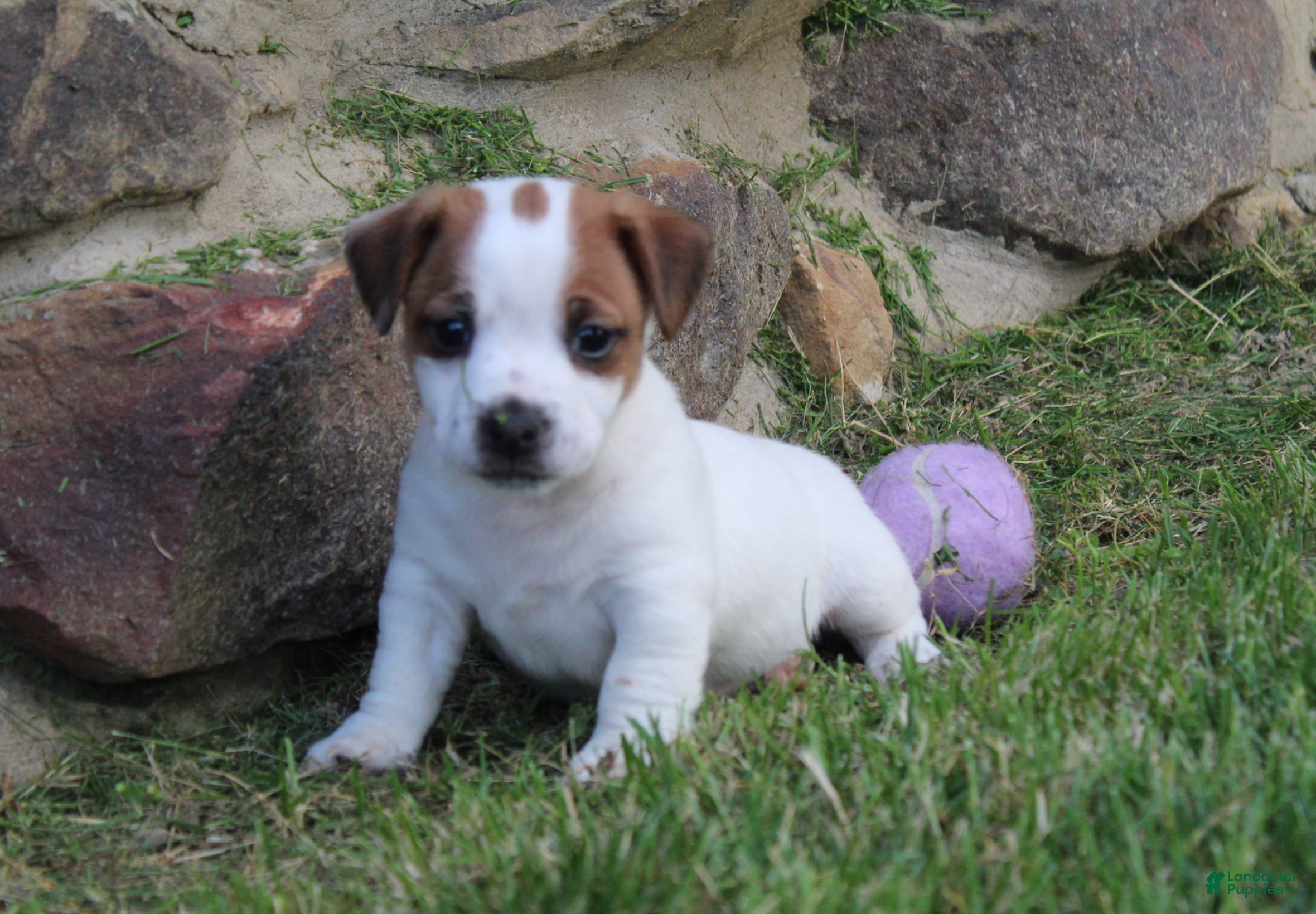 Jack Russell Terrier dogs Archie - Ad 1