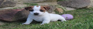 Archie