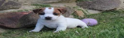 Jack Russell Terrier dogs for sale: Archie - Ad 1
