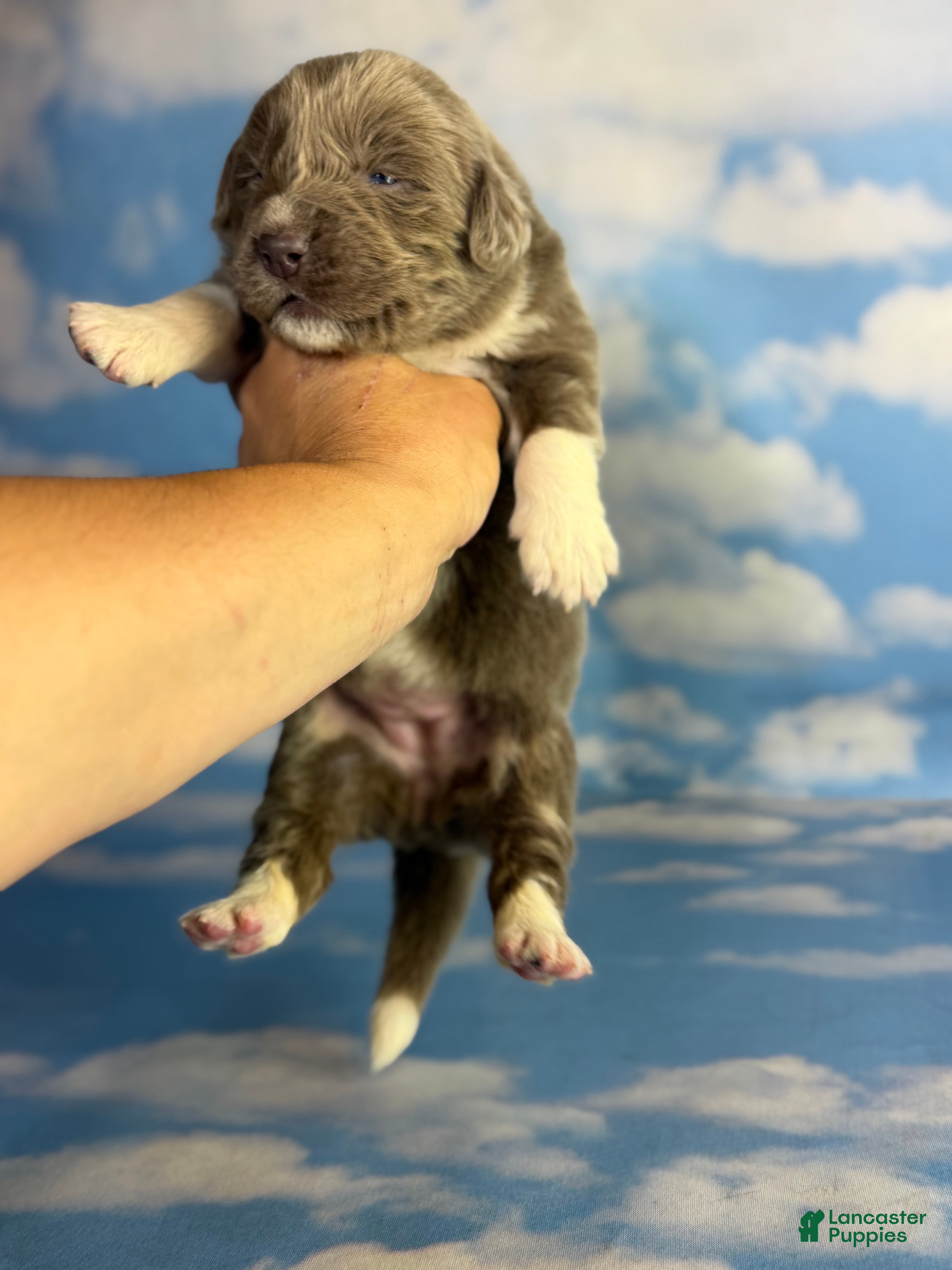 Newfoundland dogs Smarties DNA Clear OFA  - Ad 2