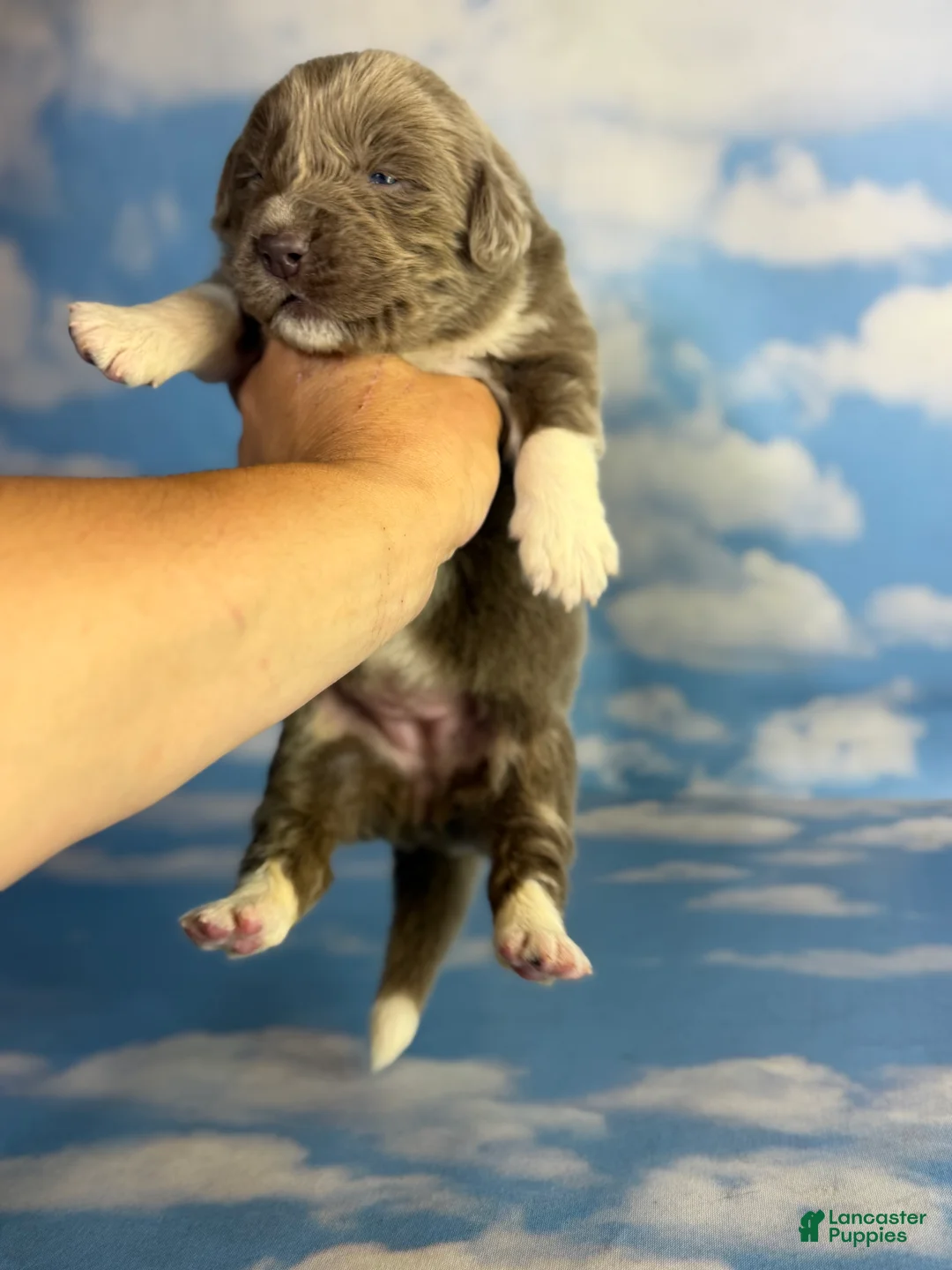 Newfoundland dogs for sale: Smarties DNA Clear OFA  - Ad 2