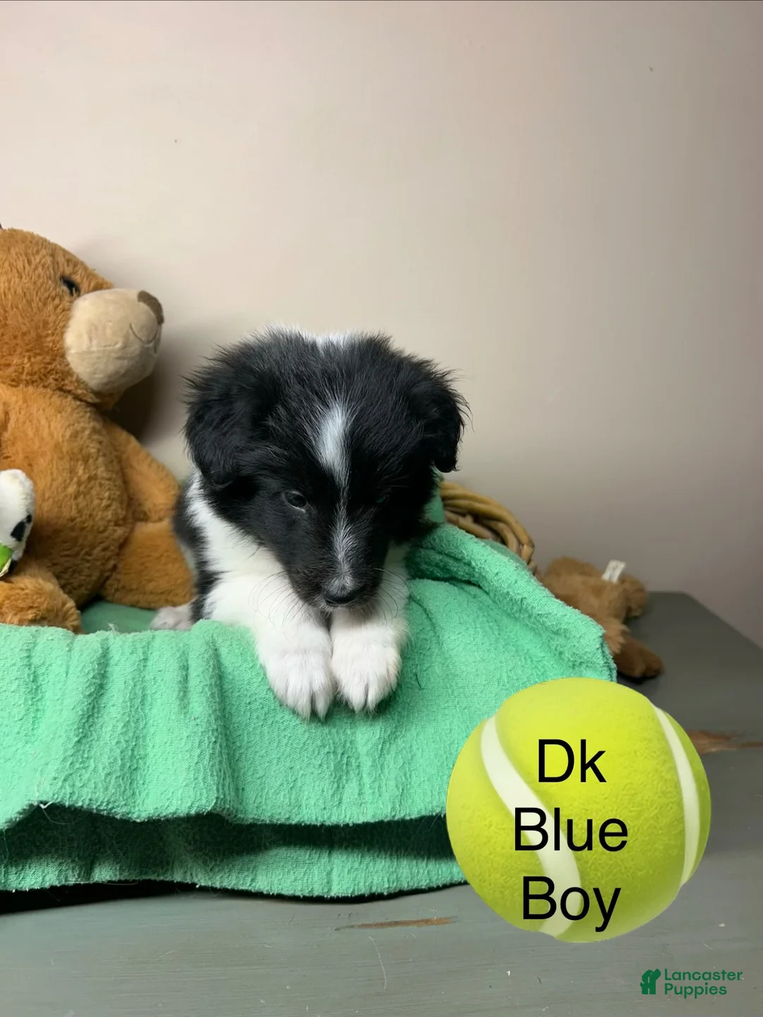 Shetland Sheepdog dogs for sale: Shetland Sheepdog Puppy 1 - Ad 1