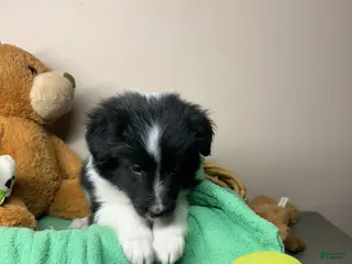 Shetland Sheepdog dogs Shetland Sheepdog Puppy 1 - Ad 37