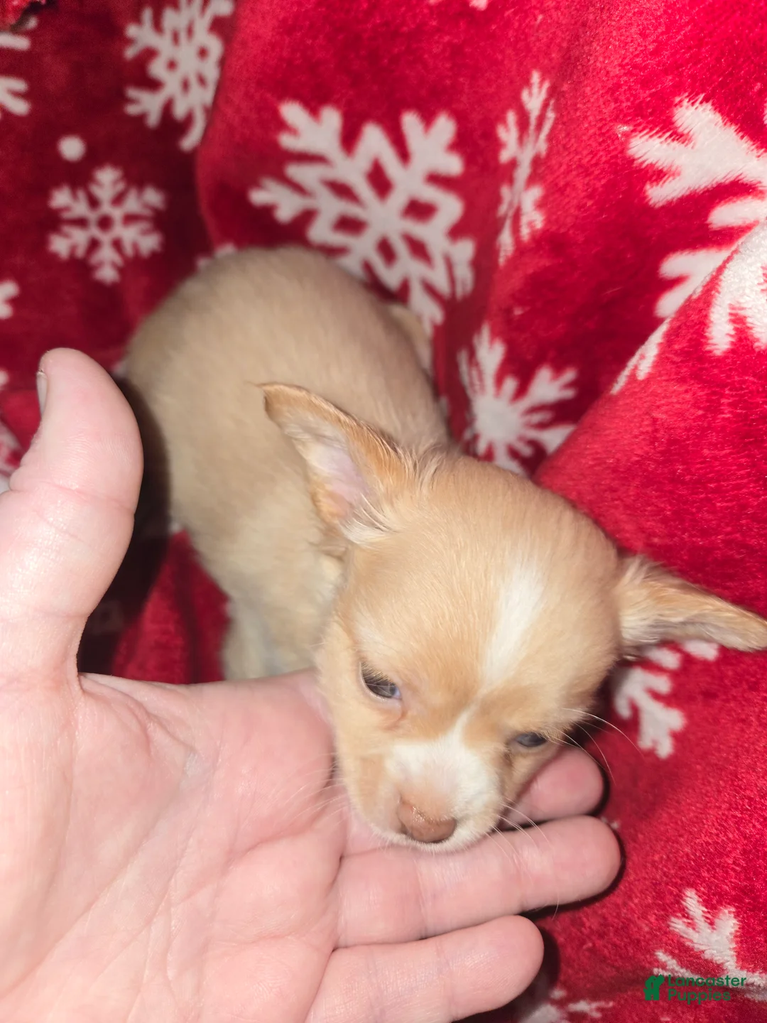 Chihuahua dogs for sale: Long hair Cream boy  - Ad 1