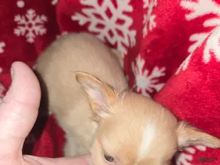 Chihuahua dogs Long hair Cream boy - Ad 19