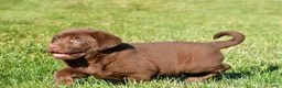 Labrador Retriever dogs for sale: Diesel - Ad 3