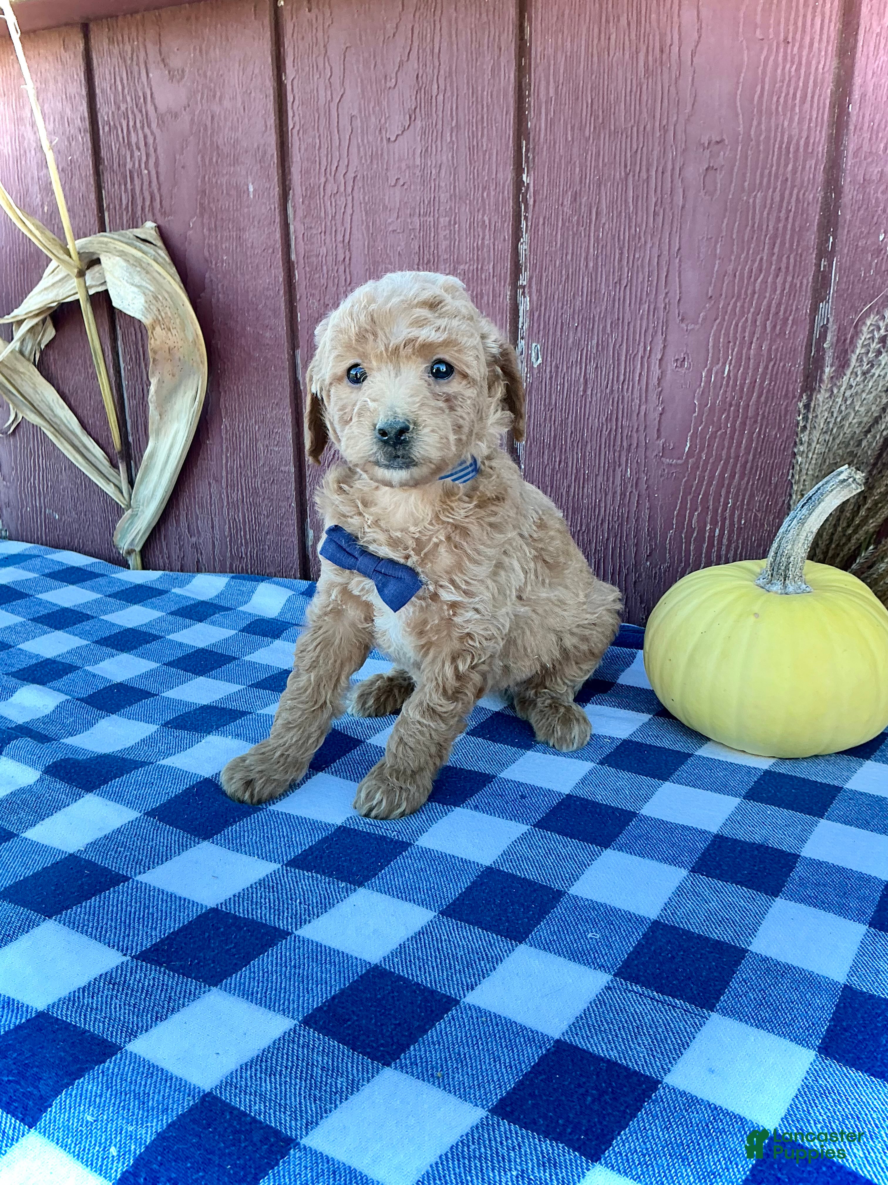 Mini Goldendoodle dogs for sale: Teddy - Ad 2