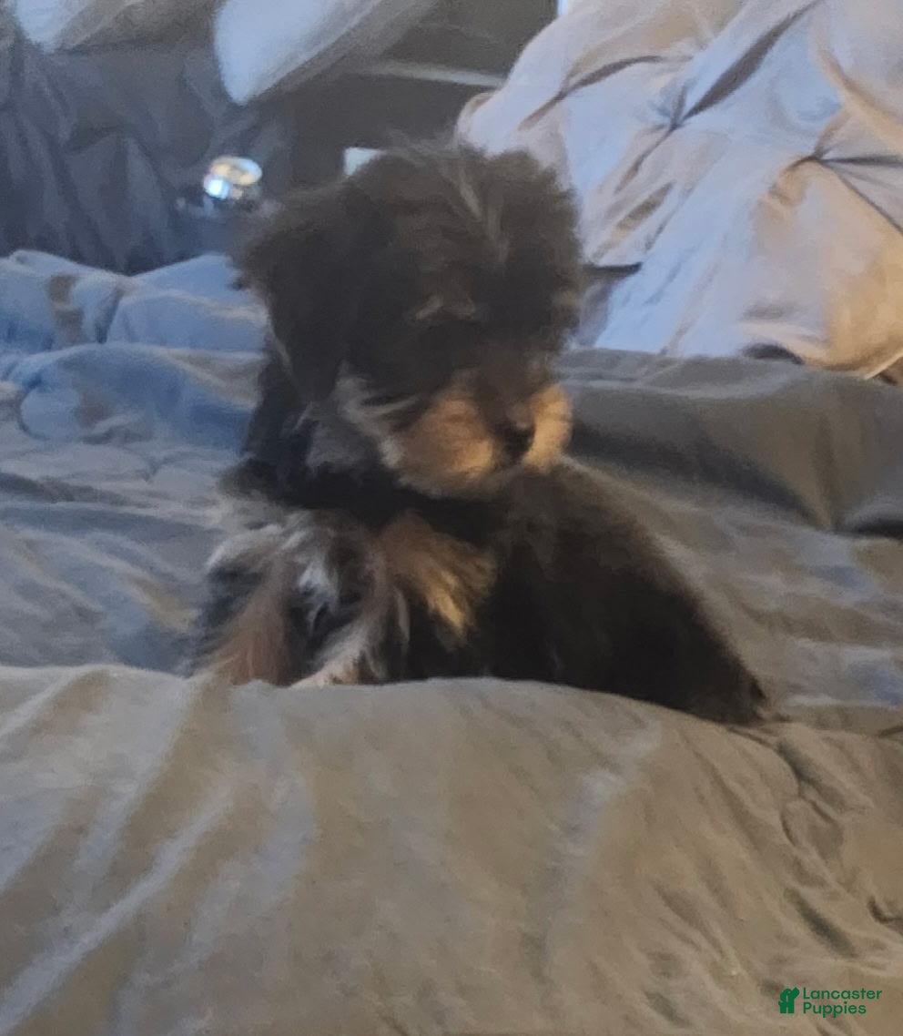 Yorkshire Terrier dogs Baby - Ad 2