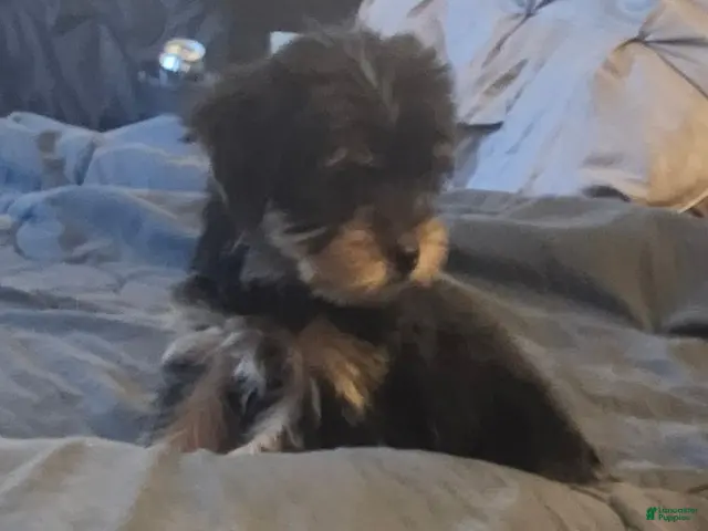 Yorkshire Terrier dogs Baby - Ad 2