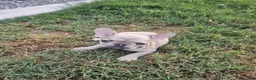 French Bulldog dogs for sale: Noggin - Ad 3