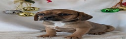 Puggle dogs for sale: Chance  - Ad 1