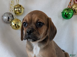 Puggle dogs Chance - Ad 40