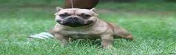 American Bully dogs for sale: Fawn Female - Ad 8
