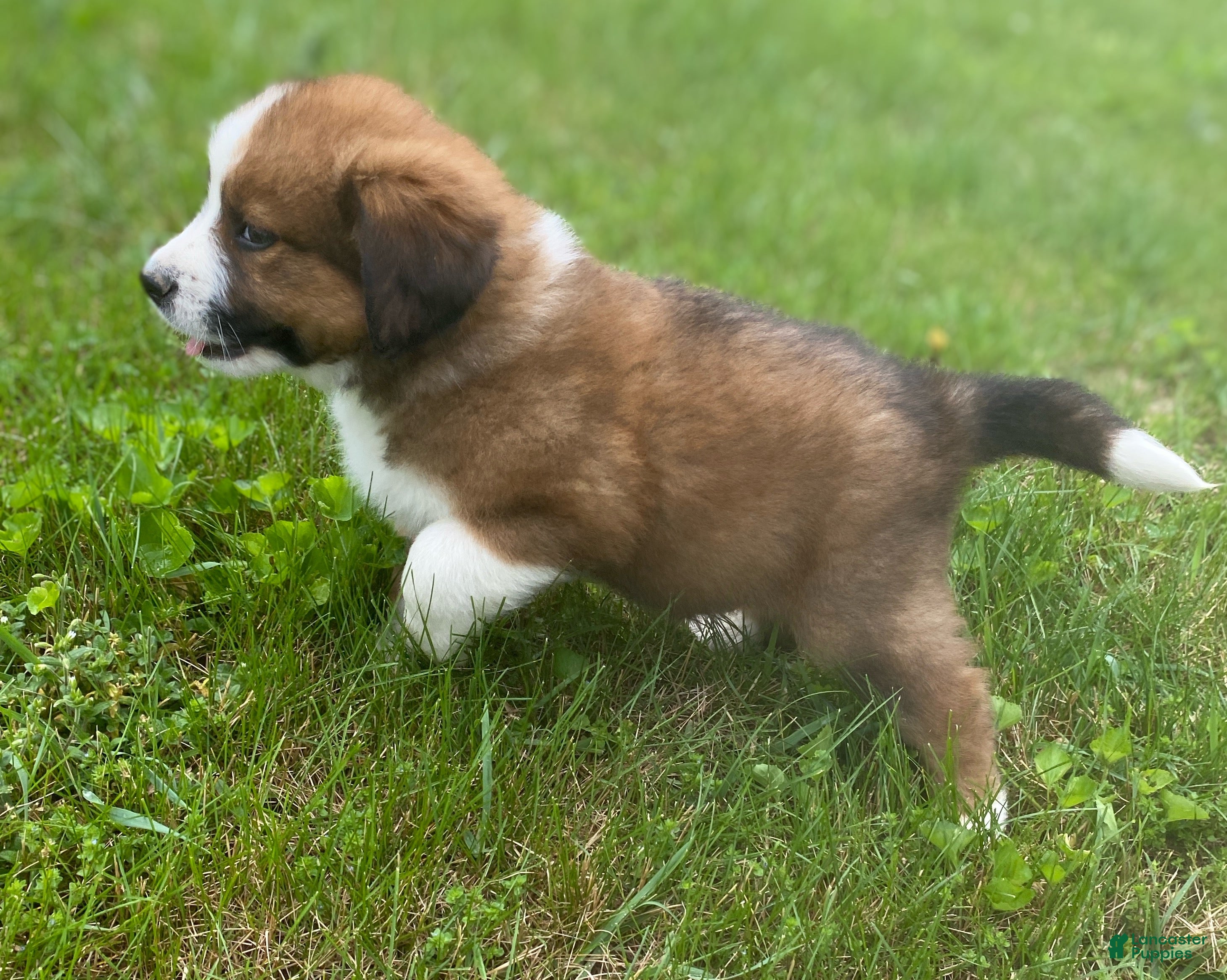 Mixed Breed dogs for sale: ♥️BABY BEAR♥️ - Ad 22