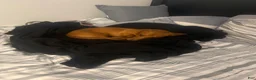 Dachshund dogs for sale: Dax - Ad 7