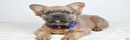 French Bulldog dogs for sale: Bobby - Ad 4