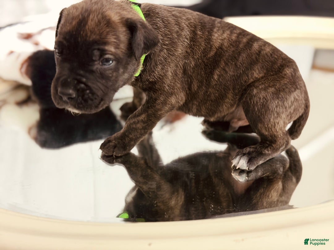 Cane Corso dogs for sale: Sven  - Ad 3