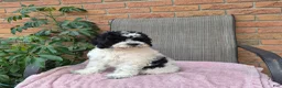 Cockapoo dogs for sale: Izzy - Ad 8