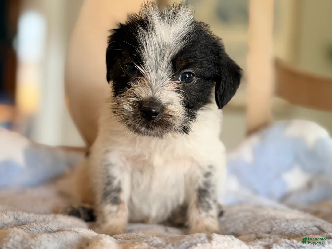 Mixed Breed dogs for sale: Hoodle 2  - Ad 2