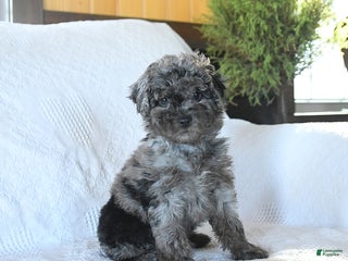 Miniature Poodle dogs Penny - Ad 15