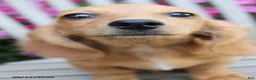 Miniature Dachshund dogs for sale: Jason - Ad 4