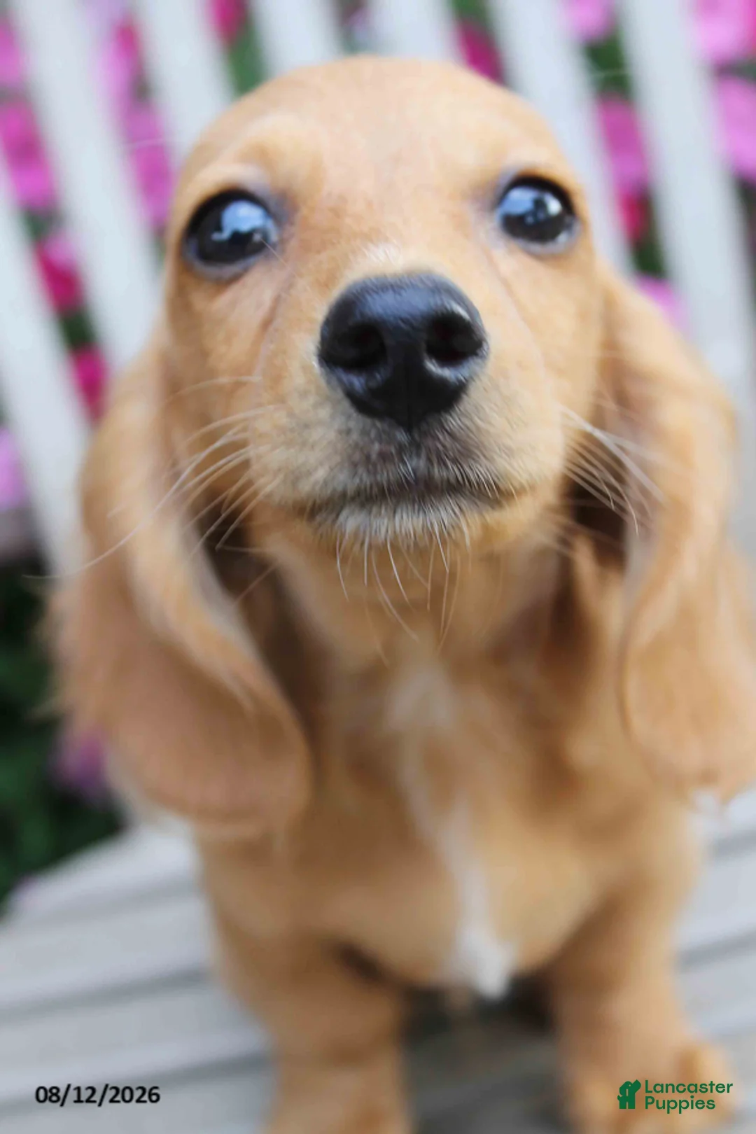 Miniature Dachshund dogs for sale: Jason - Ad 4