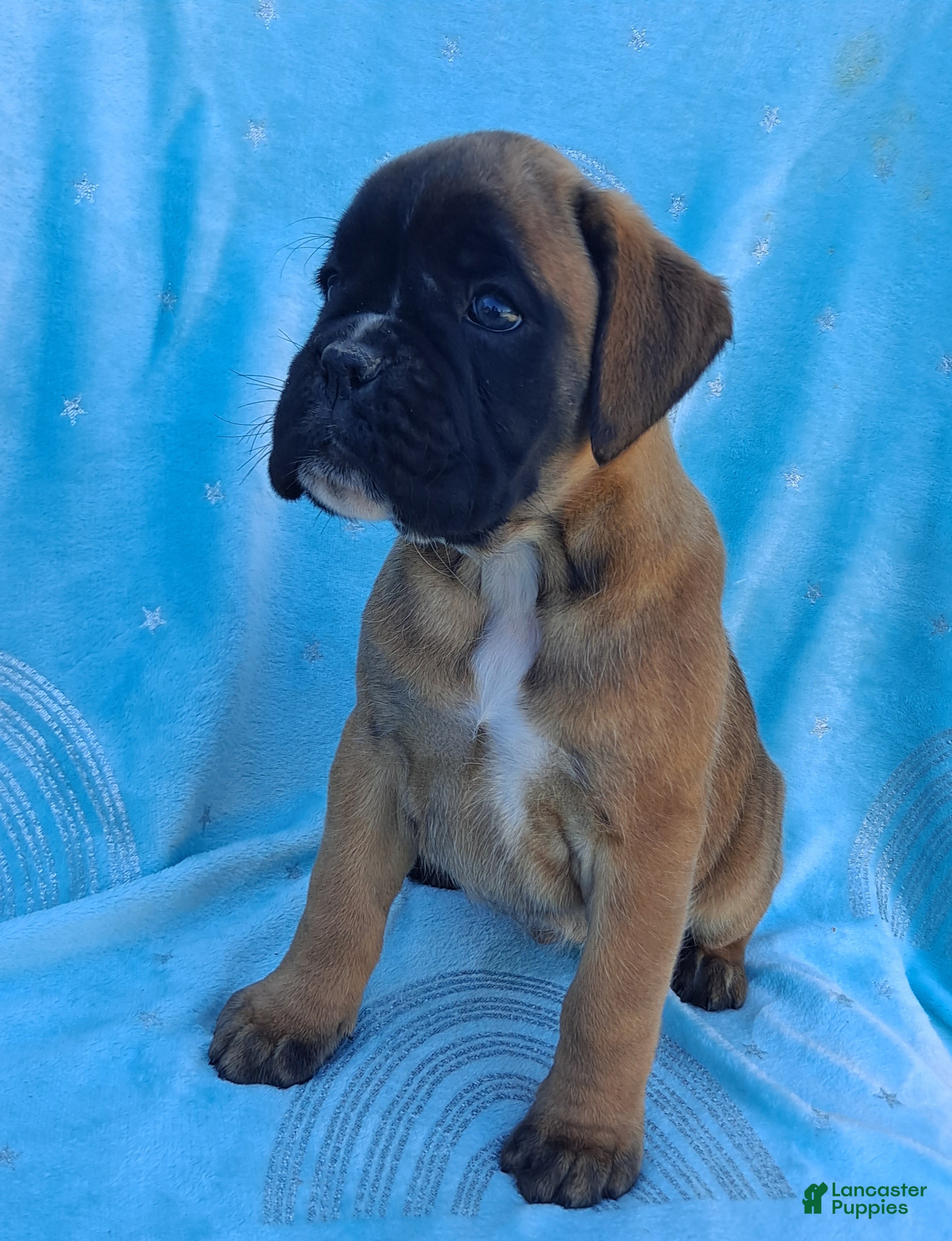 Boxer dogs Taylee - Ad 2