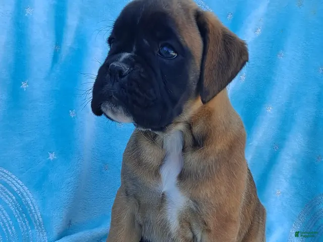 Boxer dogs for sale: Taylee - Ad 2