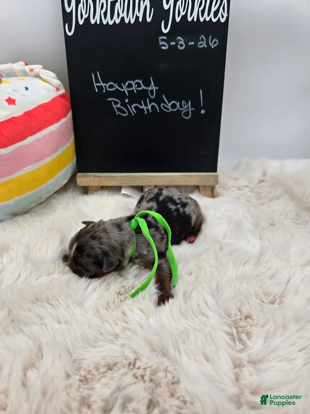 Yorkshire Terrier dogs for sale: Marley - Ad 2
