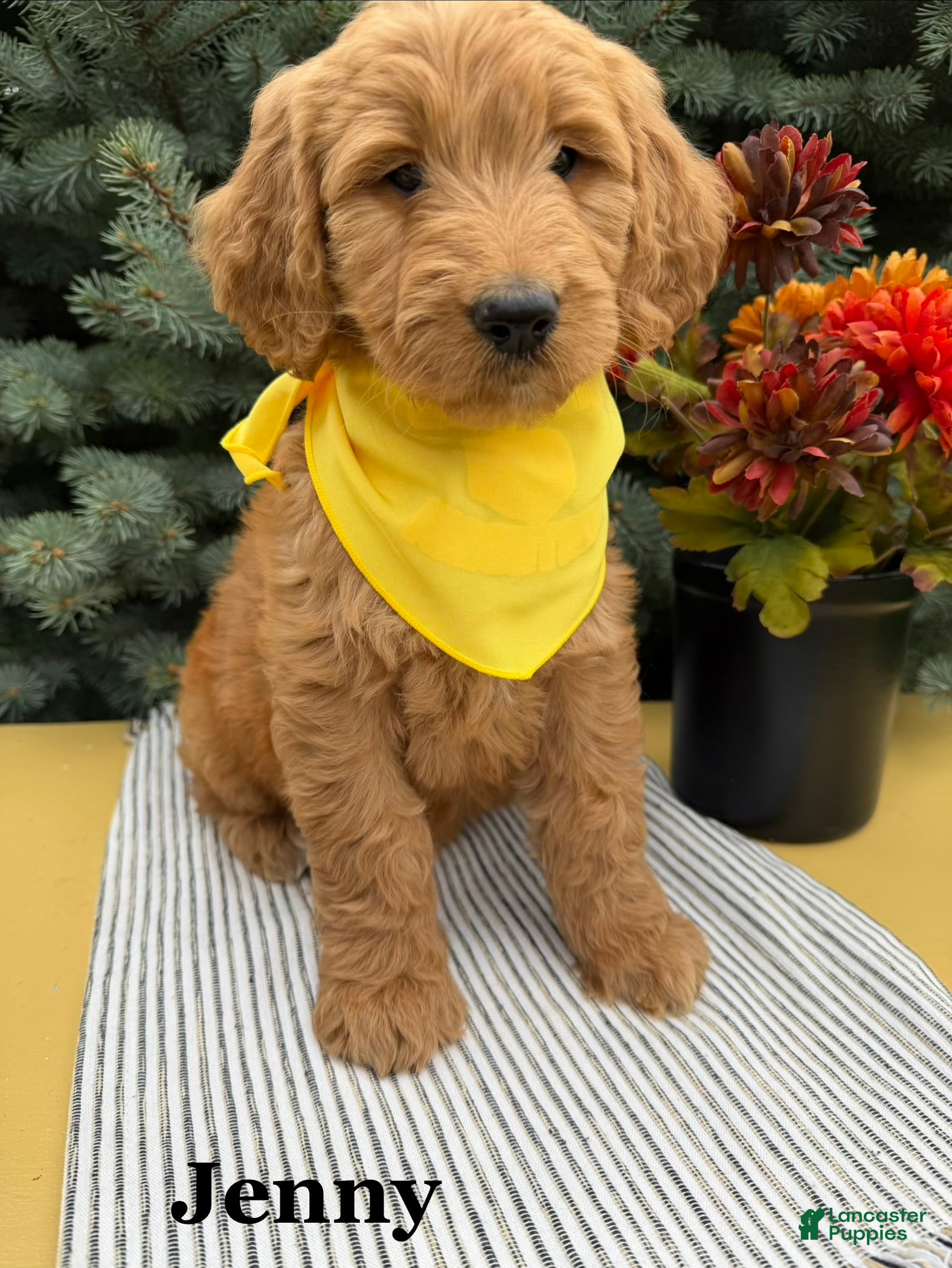 Goldendoodle dogs JENNY  - Ad 1
