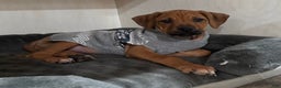 Rhodesian Ridgeback dogs for sale: SOLD Mae AKC RHODESIAN RIDGEBACK - Ad 1