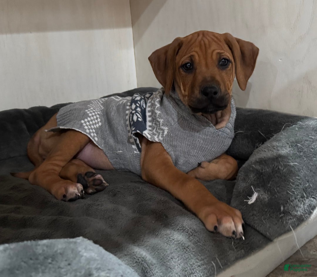 Rhodesian Ridgeback dogs for sale: SOLD Mae AKC RHODESIAN RIDGEBACK - Ad 1