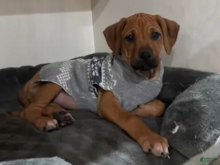 Rhodesian Ridgeback dogs SOLD Mae AKC RHODESIAN RIDGEBACK - Ad 8