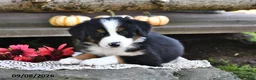 Mixed Breed dogs for sale: Riley - Ad 5
