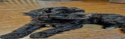 Havapoo dogs for sale: Jordie - Ad 24
