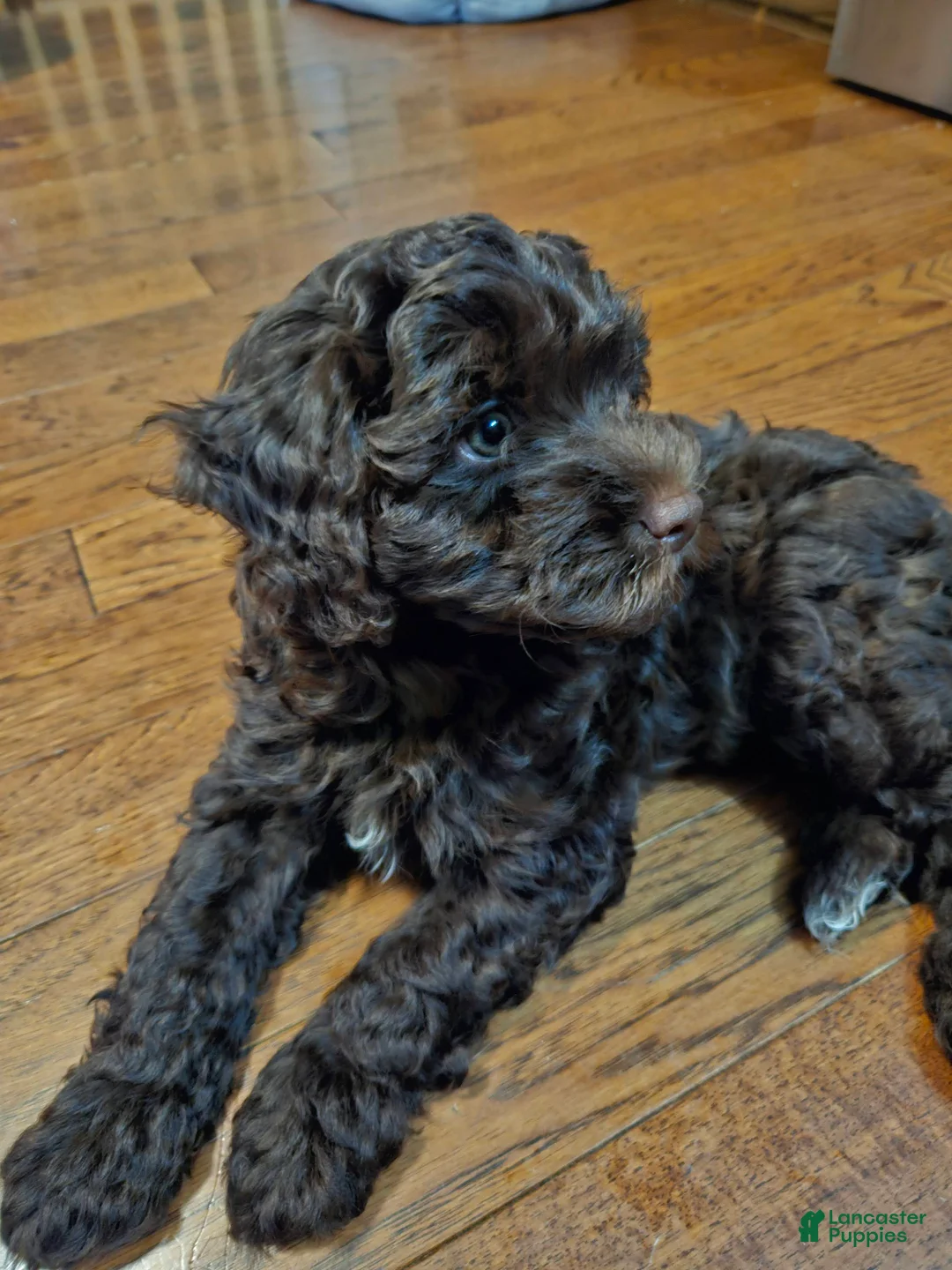 Havapoo dogs for sale: Jordie - Ad 24