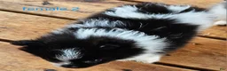 Pomeranian dogs for sale: Betsy - Ad 3