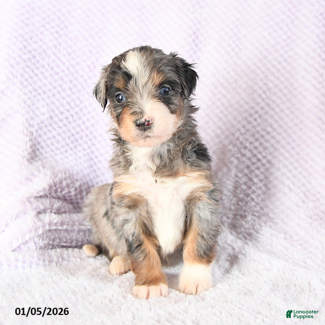 Mini Bernedoodle dogs for sale: Valentine - Ad 2