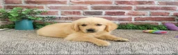 Golden Retriever dogs for sale: Giana - Ad 2