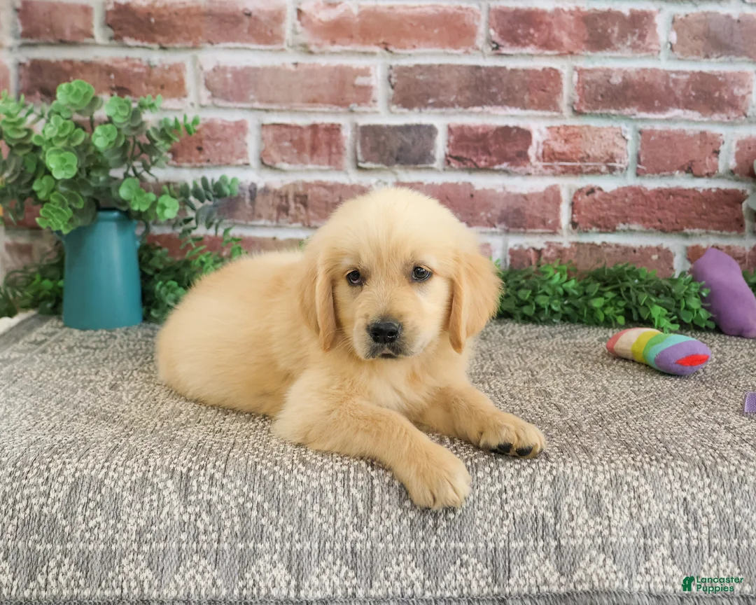 Golden Retriever dogs for sale: Giana - Ad 2