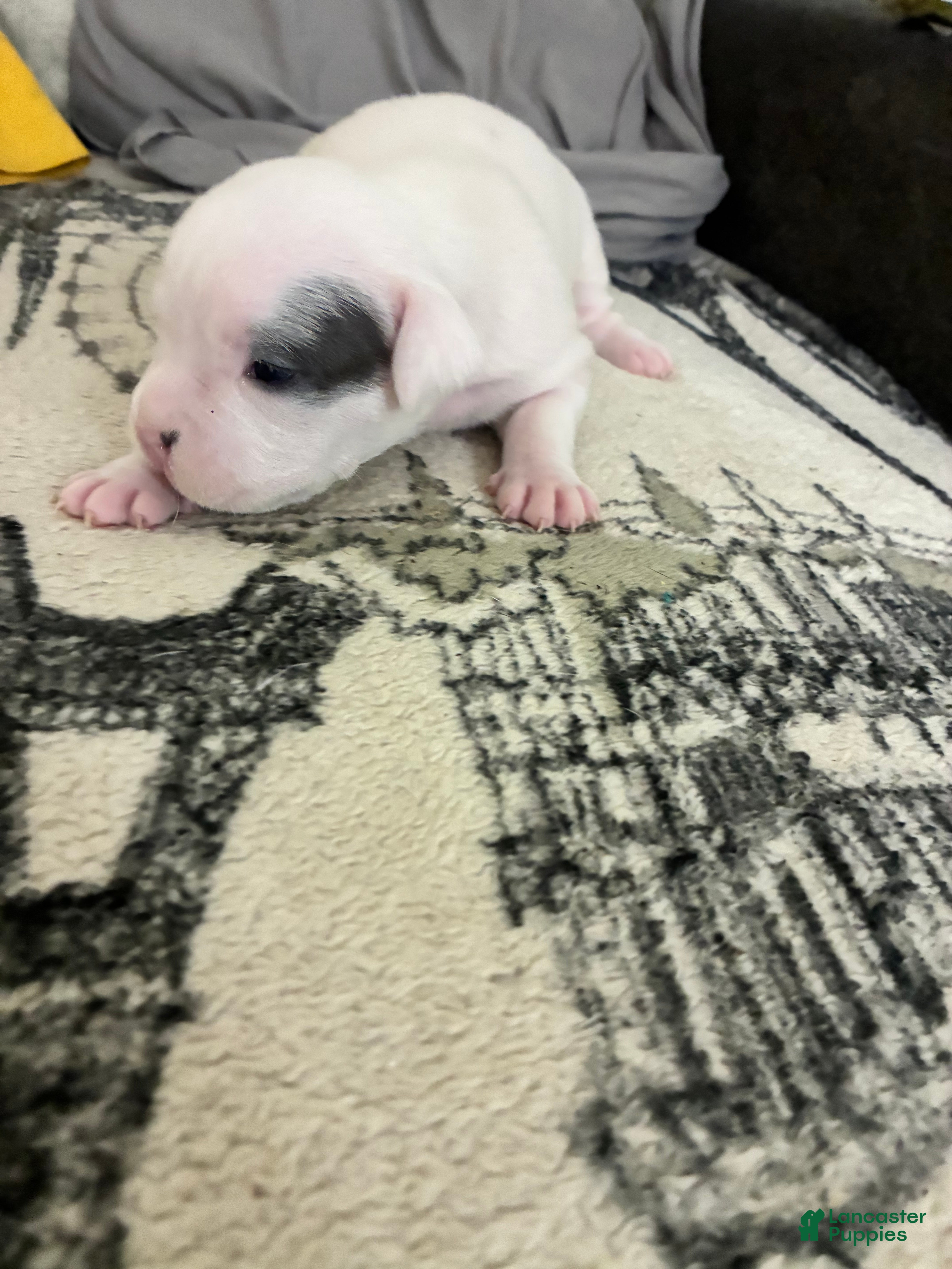 American Bully dogs for sale: American Bully 3 - Ad 12